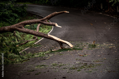 Obraz na płótnie Falling tree debris block road in forest after rain storm. w salonie