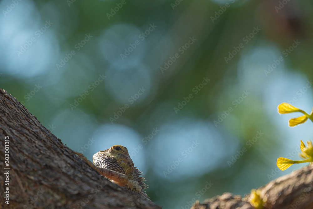 close up photo of a head of the changeable lizard on the tree top, The oriental garden lizard, herpetology, copy space