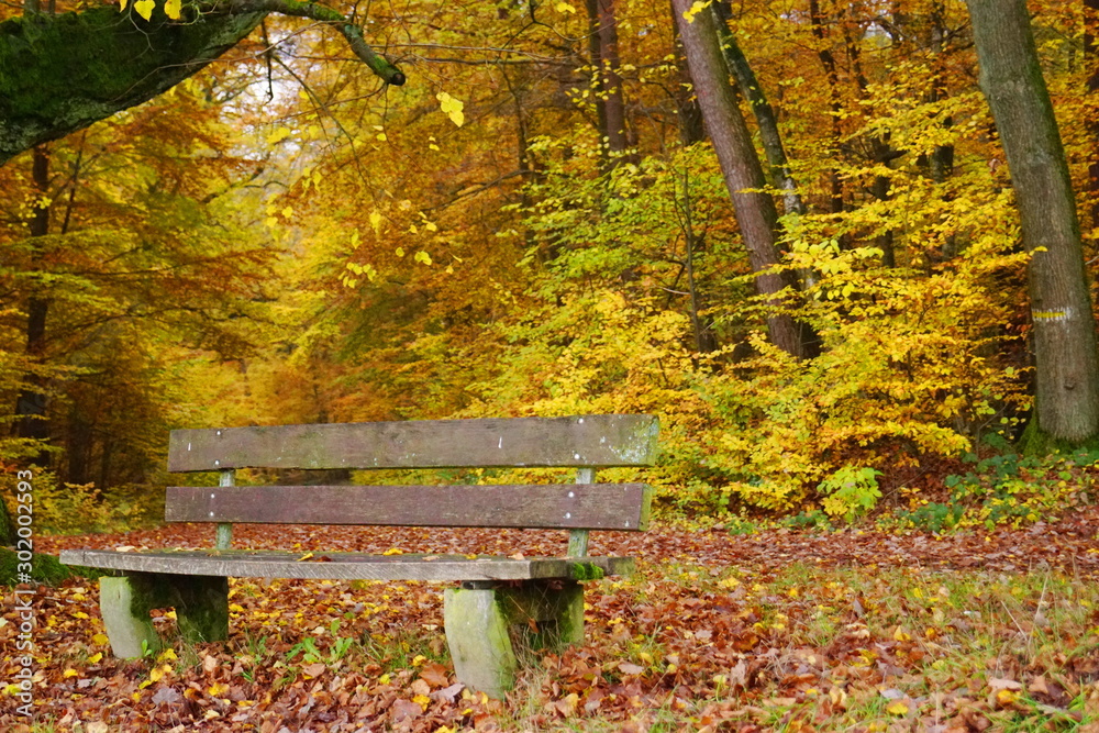 Wunderschöne Herbst Landschaft im Wald mit verfärbtem Laub und Blättern an Bäumen Wunderschöne Herbst Landschaft im Wald mit verfärbtem Laub und Blättern an Bäumen