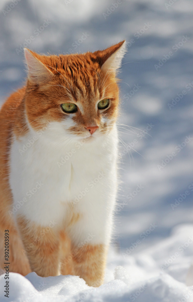 ginger cat sitting in snow