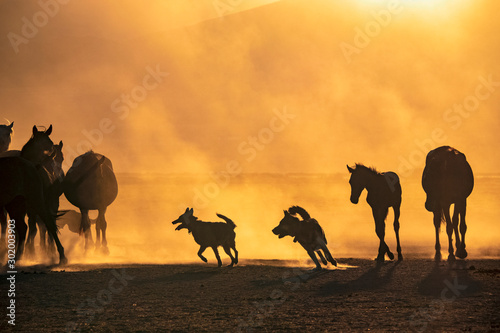Wild horses living in nature © klazing