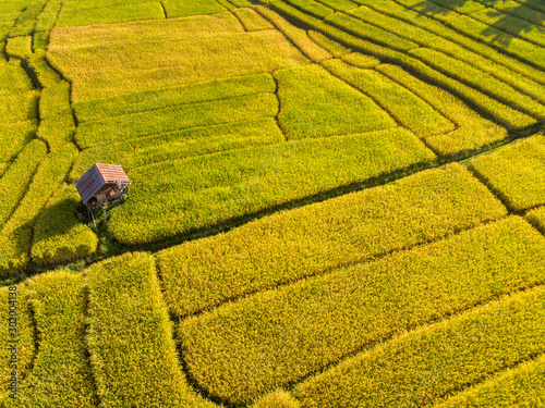 Aerial views of Small farmer local house and rice terraces field golden and green colour for tourism stay and relax with nature.