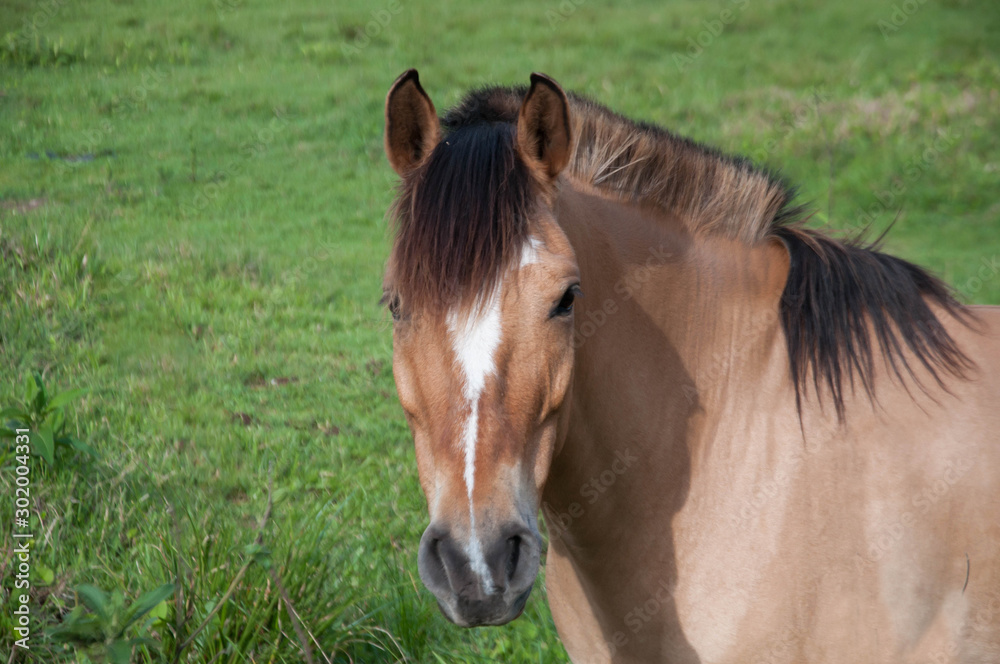 Obraz premium horse in the grass