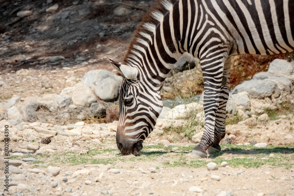 Zebra donkeys living in nature Zebra donkeys living in nature