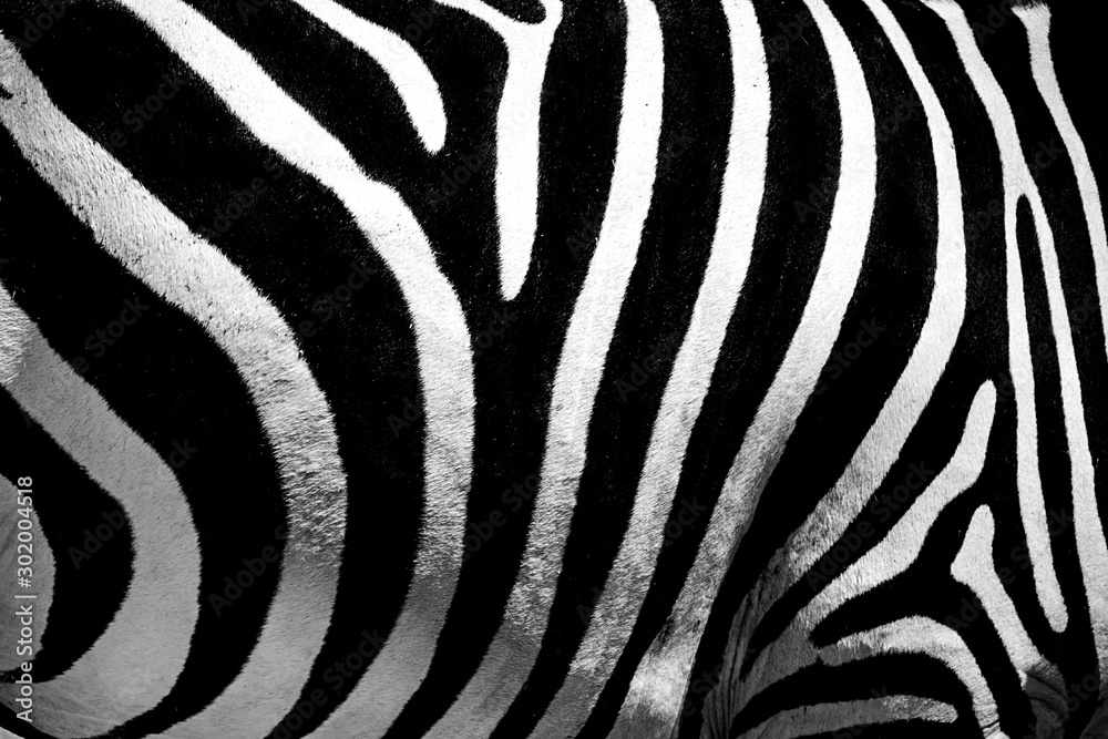 Zebra donkey living in nature Zebra donkey living in nature
