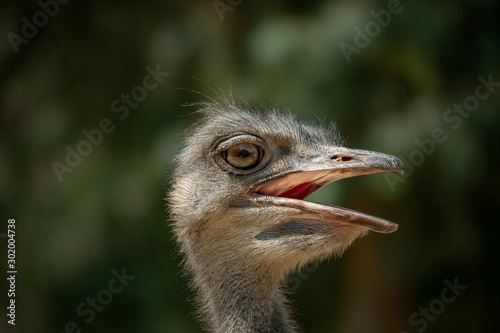 Emu head living in nature