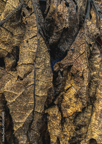 Dried wilted leaves, organic background