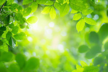 Green leaf on blurred nature background with beautiful bokeh and copy space for text.