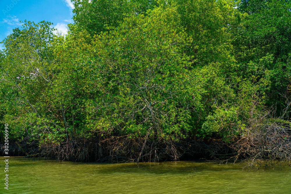 Tropical mangrove forest with river to the sea shore Tropical mangrove forest with river to the sea shore