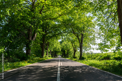 Allee bei Garz  auf Rügen, Deutsche Alleenstraße