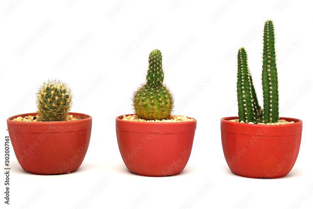 Mini cactus in red pot isolated white texture background Mini cactus in red pot isolated white texture background