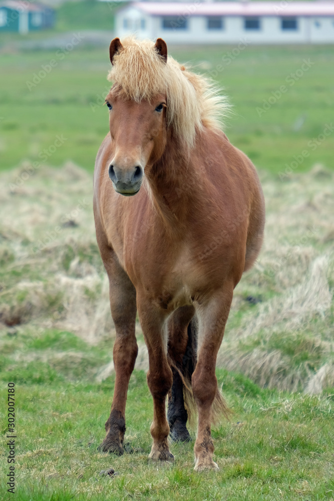 Fototapeta premium Islandpferd 3