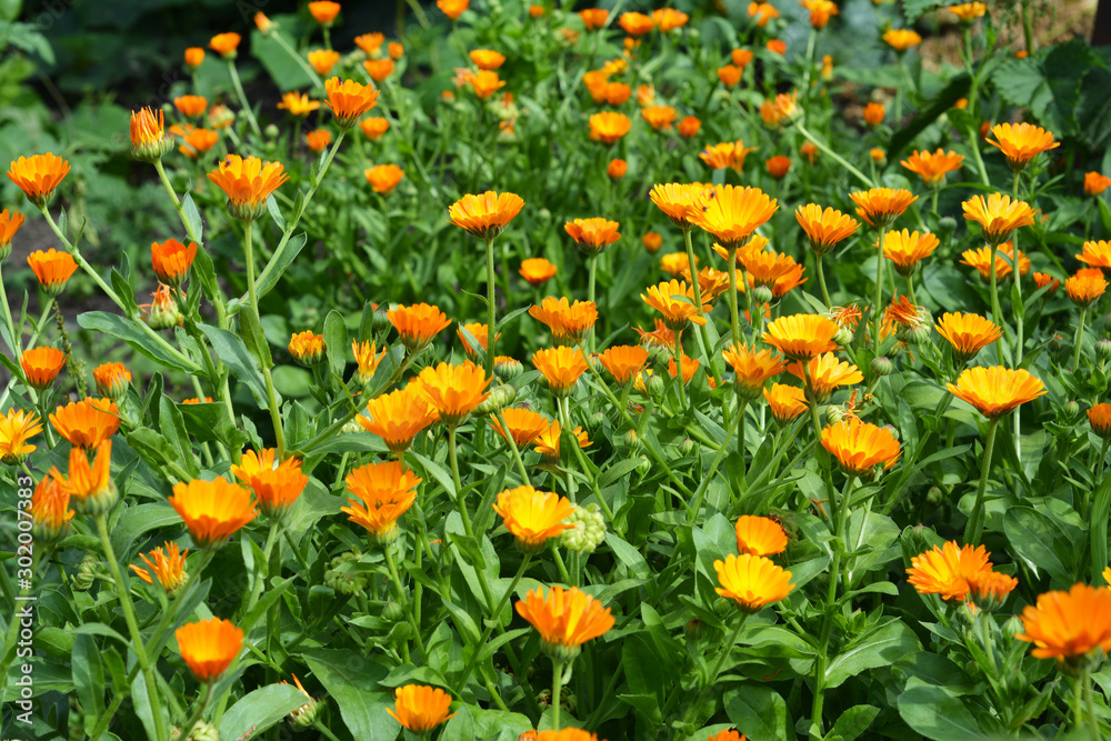Calendula officinalis or Pot Marigold, Common Marigold, Scotch Marigold, Ruddles, Pot Marigold House Herbal Garden Photo