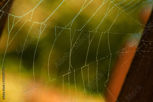 Spider web with many small glowing water drops early in the morning on green and orange background. Nature concept, beautiful natural background with selective soft focus