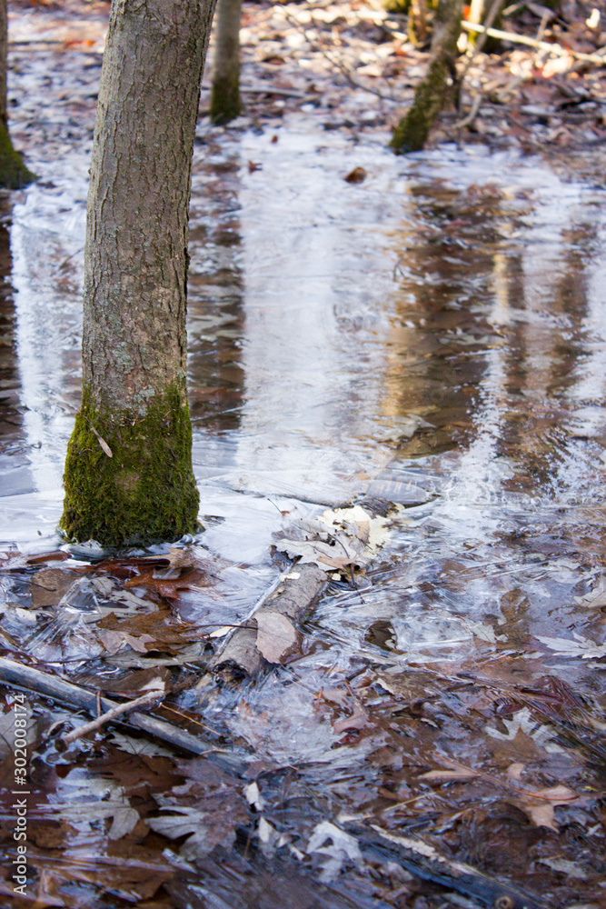 Tree Bark Tree Bark