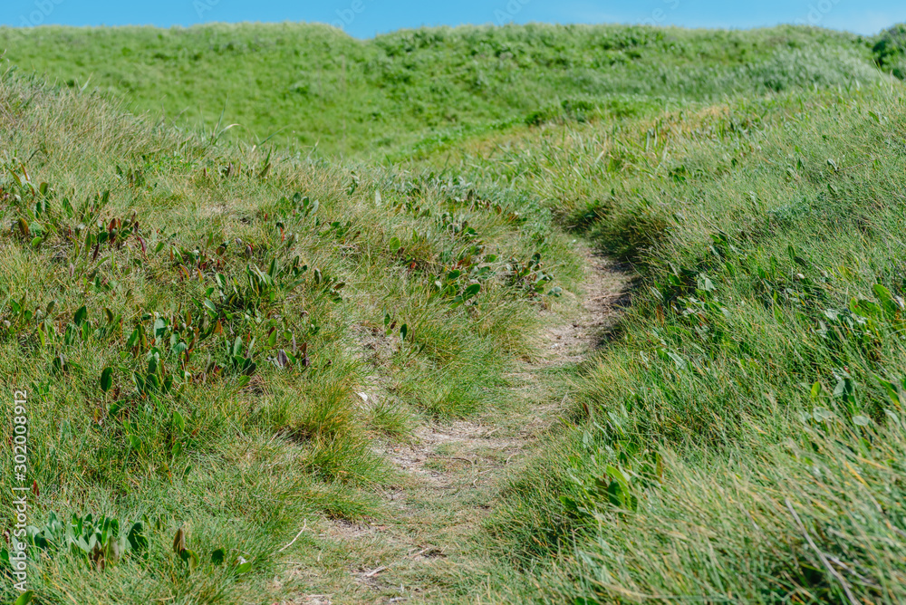 Summer landscape- path on the hill