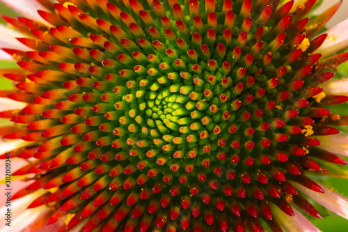 Red meadow flower with a green middle closeup. Macro photo.