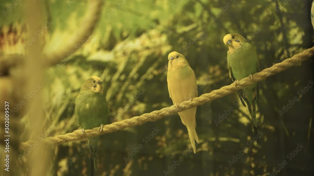 selective focus of parrots sitting on rope selective focus of parrots sitting on rope