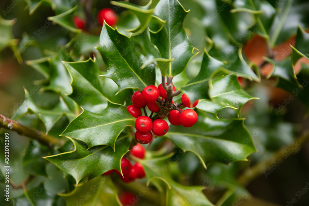 mistletoe with red berries and green leaves