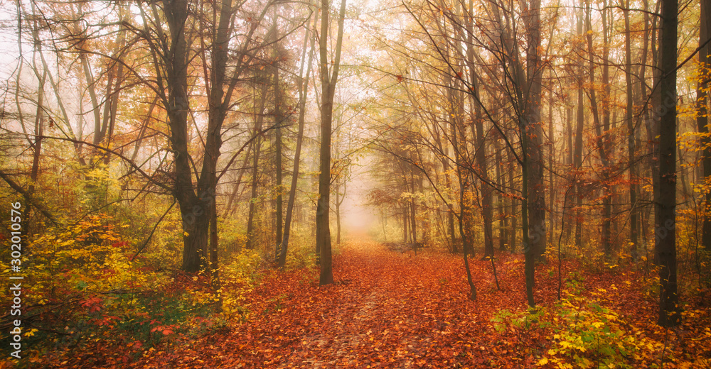 Obraz premium The beautiful avenue in the autumn park with a lot of trees and yellow leaves on the floor