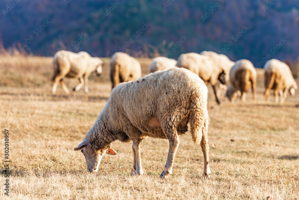 Closeup of grazing merino sheep with autumn mountains at sunset Closeup of grazing merino sheep with autumn mountains at sunset