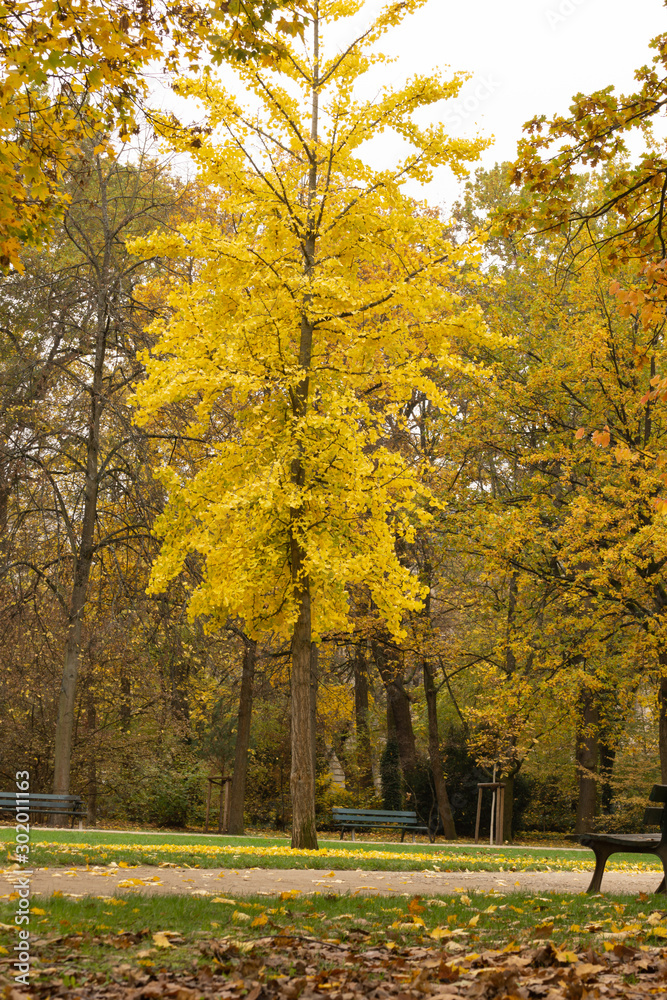 Fototapeta premium autumn in the park