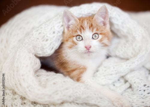 Kitten on a knitted blanket