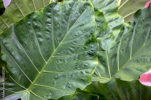 A close up look at the details of a large bold Elephant Ears plant. Bokeh effect.