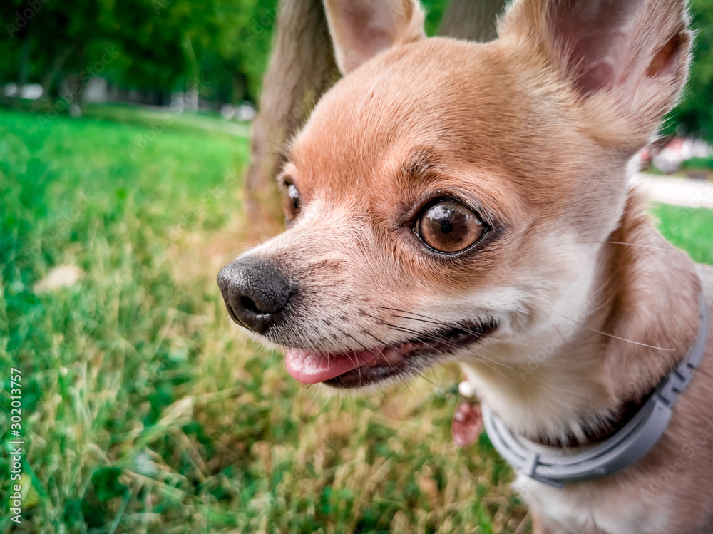 Portrait of smooth-haired beige Chihuahua against the beautiful bokeh in the park. Walking the dog. Dog in the forest. Beautiful bokeh. Chihuahua Girl looks nice in Nature