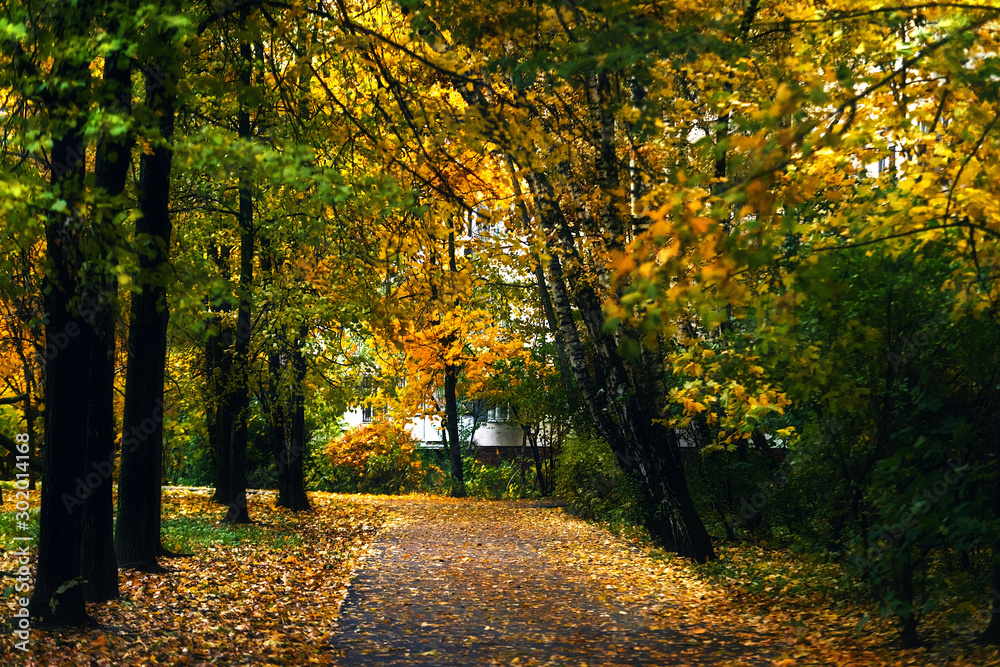 Golden autumn scene in a park, with leaves, sun shining through the trees. Autumn forest landscape. Outdoor autumn concept. Beautiful autumn park