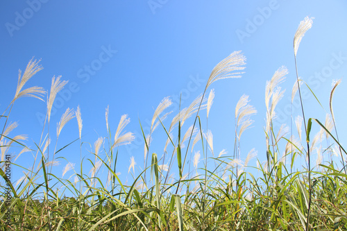ススキ　栃木県真岡市