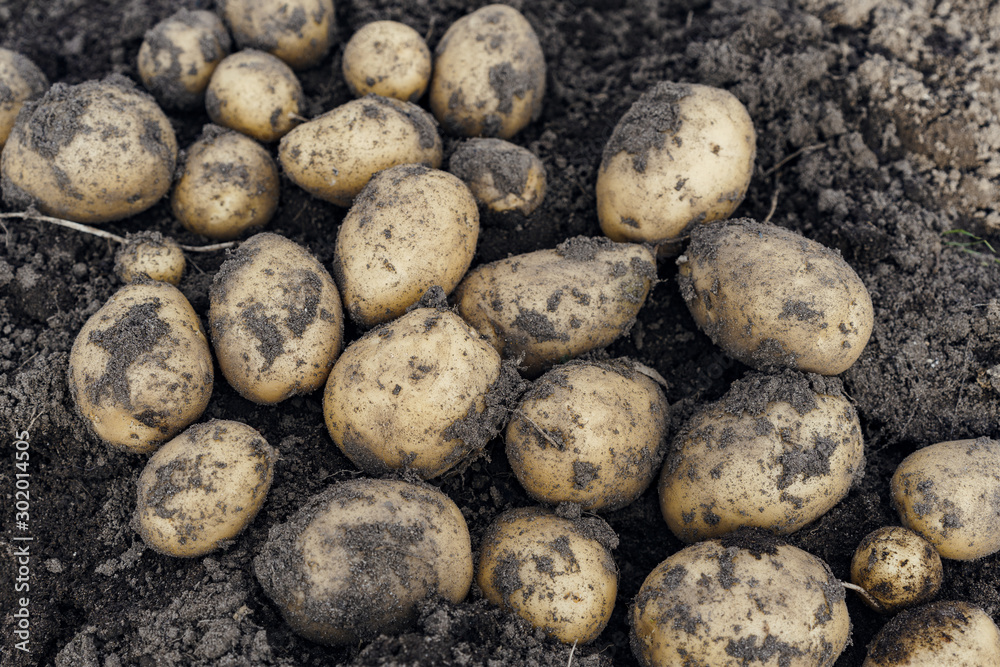 Potato tubers lie on the ground during harvesting. Potato tubers lie on the ground during harvesting.