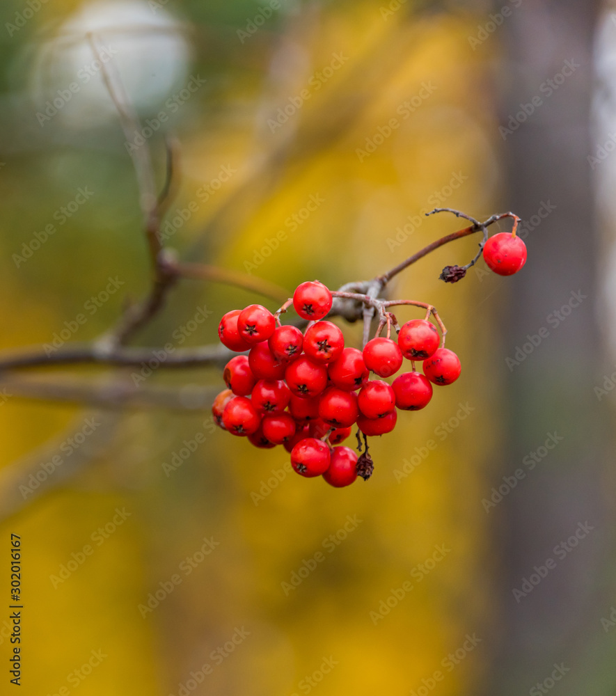 Bright Red Berries in an Autumn Forest Bright Red Berries in an Autumn Forest