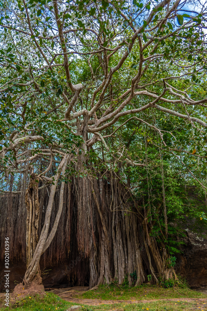 Obraz premium Jungle tree in Vessagiriya, Anuradhapura, Sri Lanka
