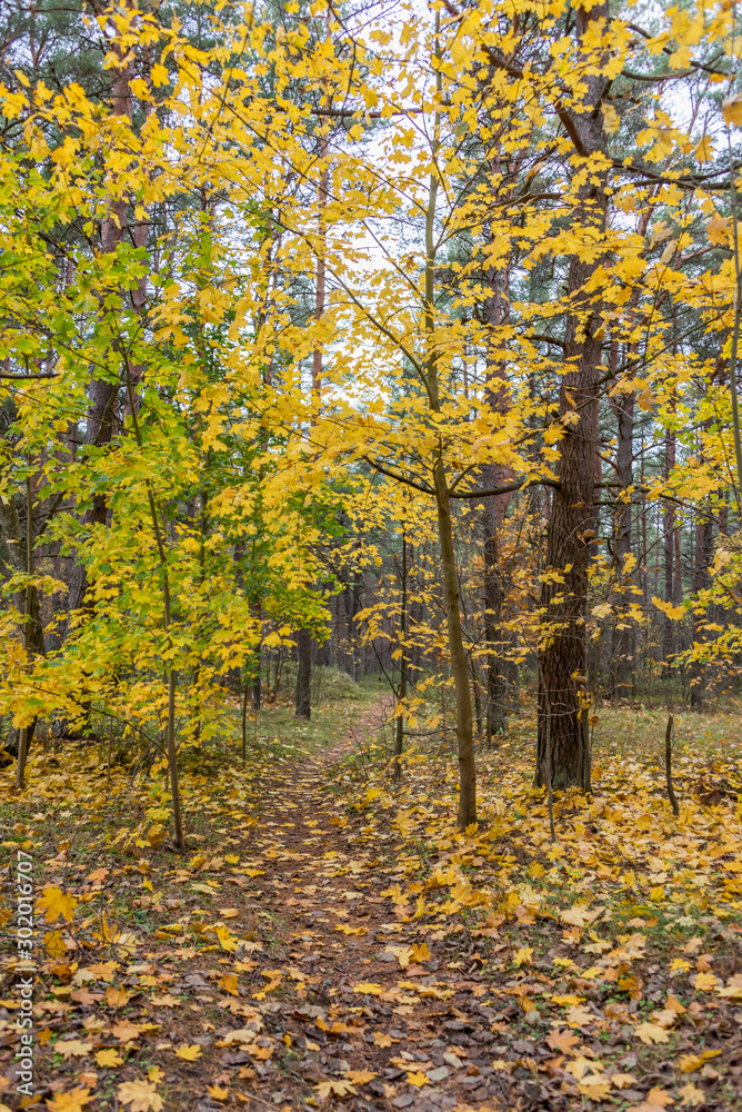 Fall Foliage on a Path in an Autumn Forest in Northern Europe