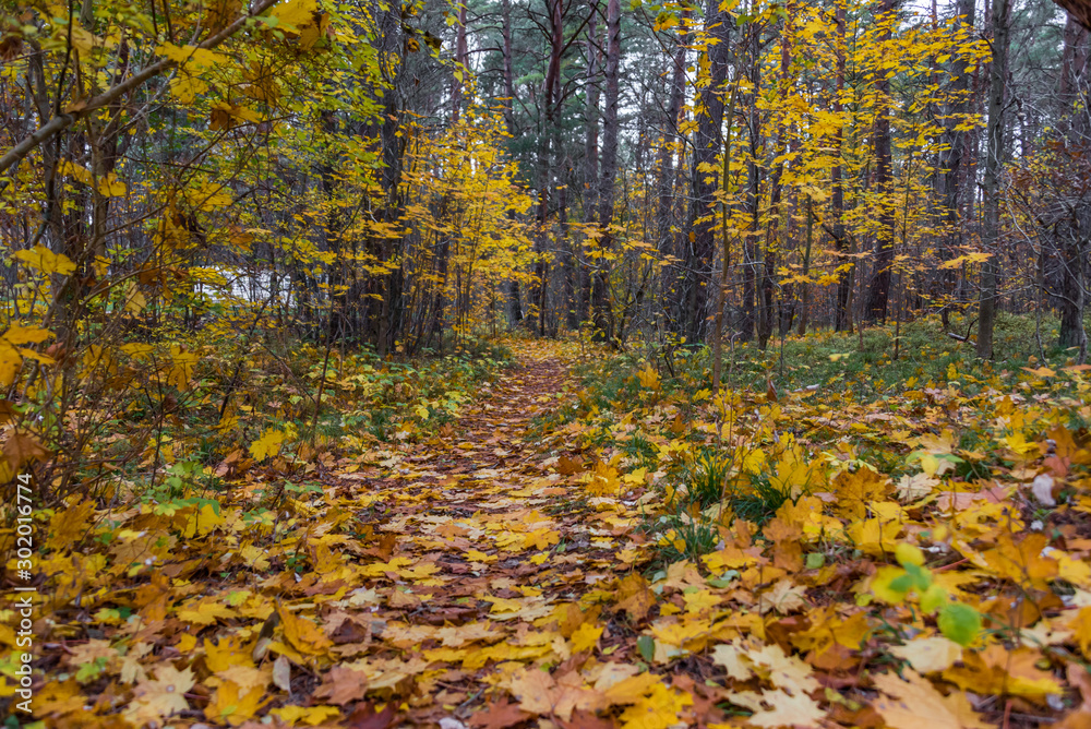 Fall Foliage on a Path in an Autumn Forest in Northern Europe Fall Foliage on a Path in an Autumn Forest in Northern Europe