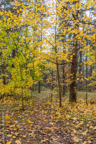 Fototapeta Naklejka Na Ścianę i Meble -  Fall Foliage on a Path in an Autumn Forest in Northern Europe