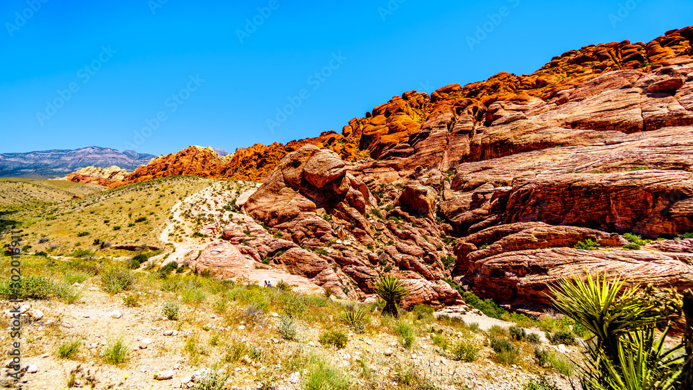 Fototapeta premium The Frozen lava-like Red Rocks along the Calico Hiking Trail in Red Rock Canyon National Conservation Area near Las Vegas, Nevada, United States