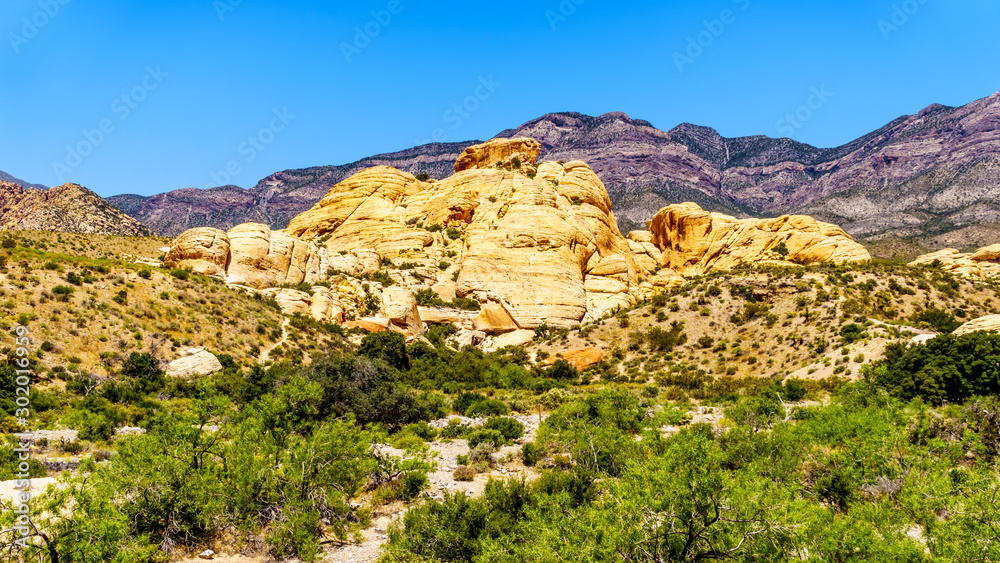 The Yellow Sandstone Cliffs on the Sandstone Quarry Trail in Red Rock Canyon National Conservation Area near Las Vegas, Nevada, United States