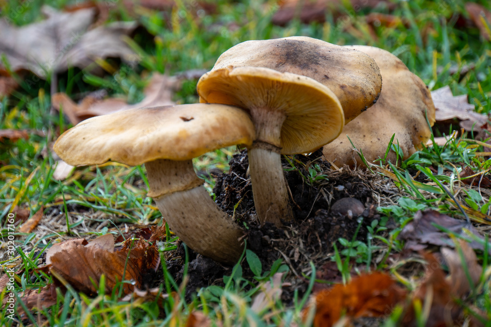 Pilze am Boden im Herbst