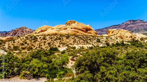 The Yellow Sandstone Cliffs on the Sandstone Quarry Trail in Red Rock Canyon National Conservation Area near Las Vegas, Nevada, United States 