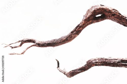 Dry tree branch isolated on white background