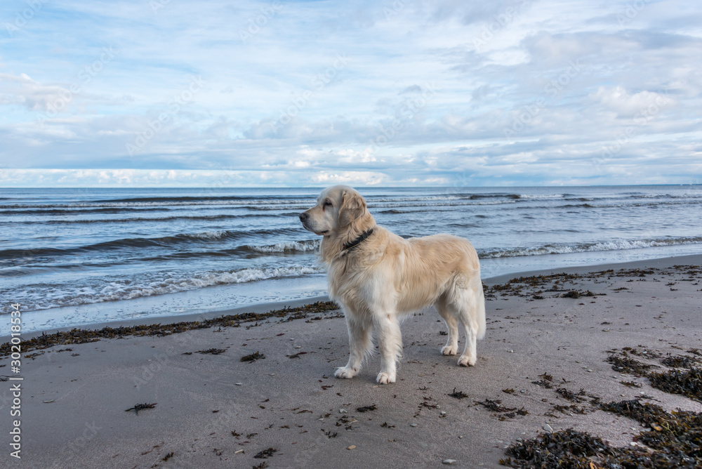 Champion Golden Retriever on a Baltic Sea Beach in November