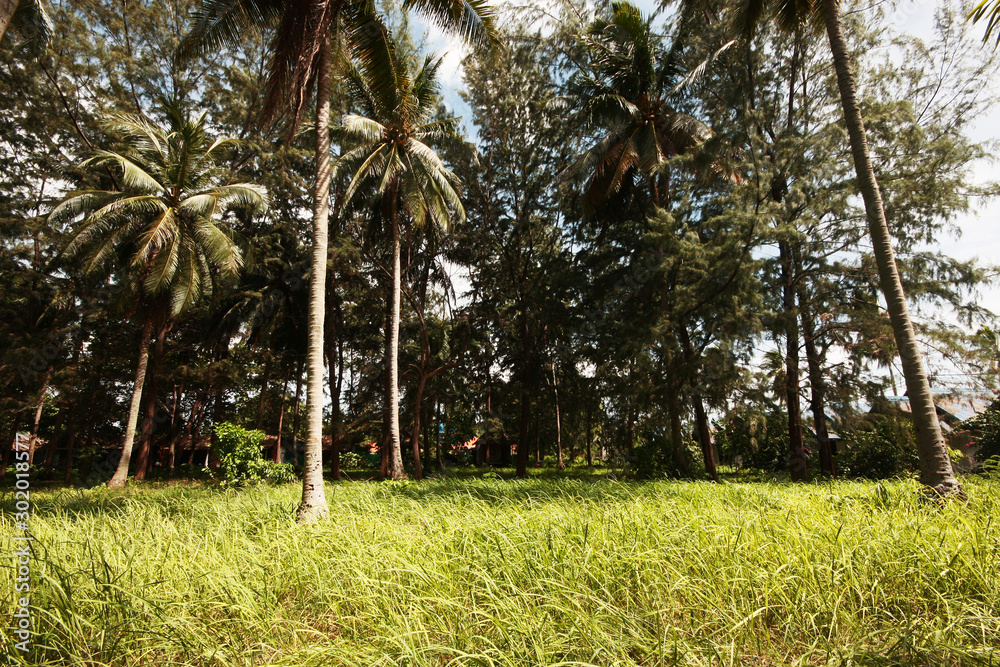 Coconut garden with grass field on the Koh Lipe island in Thailand Coconut garden with grass field on the Koh Lipe island in Thailand