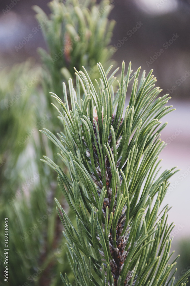 pine tree branch in the morning park pine tree branch in the morning park