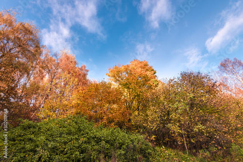 Golden autumn scene in a park, with leaves, sun shining through the trees and blue sky. Autumn forest landscape. Outdoor autumn concept. Beautiful autumn park