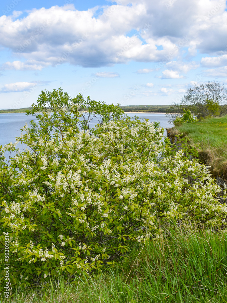 view of the sea from a rocky coast, with coastal plants in the foreground