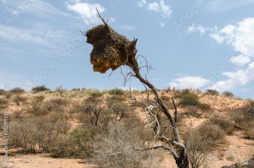 Républicain social,.Philetairus socius, Sociable Weaver, Parc national Kalahari Gemsbok, parc transfrontalier de Kgalagadi, Afrique du Sud photo