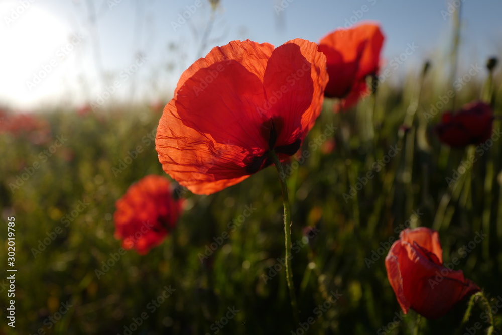 Naklejka premium muszla