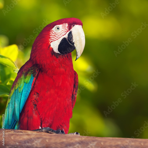 Portrait of macaw